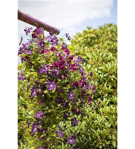 Clematis viticella