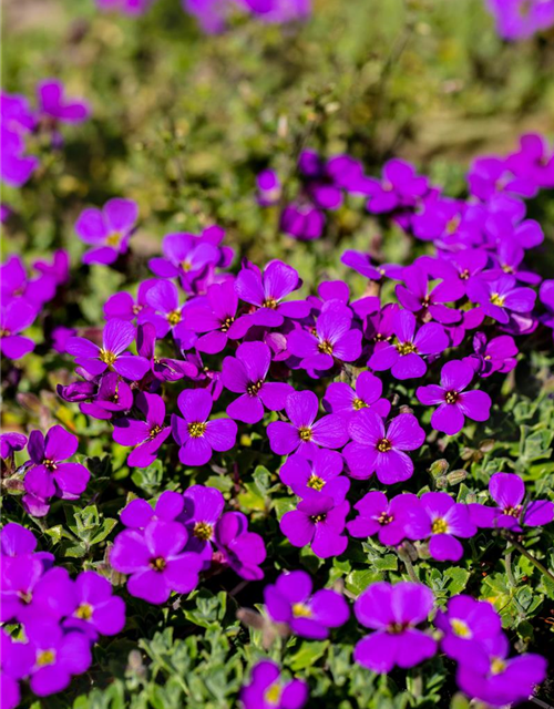 Aubrieta cultorum 'Hamburger Stadtpark'