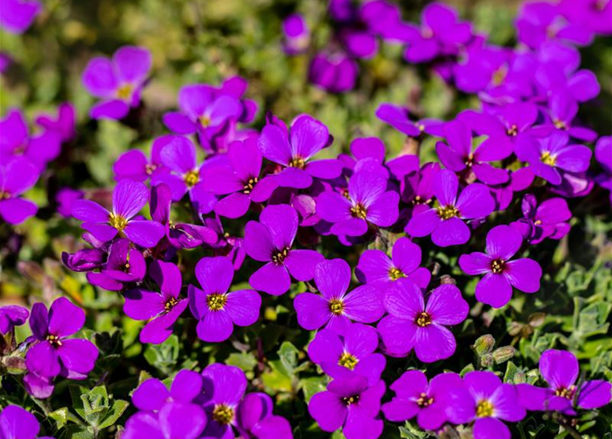 Aubrieta cultorum 'Hamburger Stadtpark'