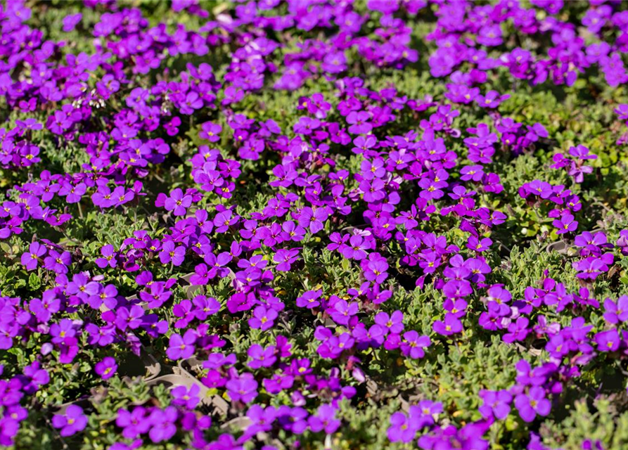 Aubrieta cultorum 'Hamburger Stadtpark'