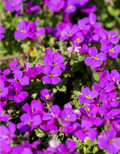 Aubrieta cultorum 'Hamburger Stadtpark'