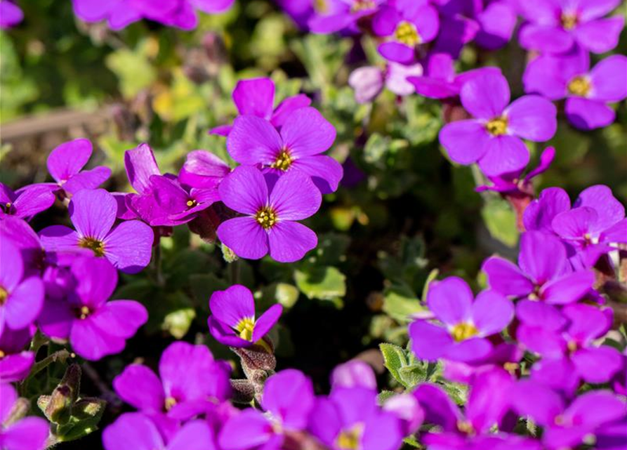 Aubrieta cultorum 'Hamburger Stadtpark'