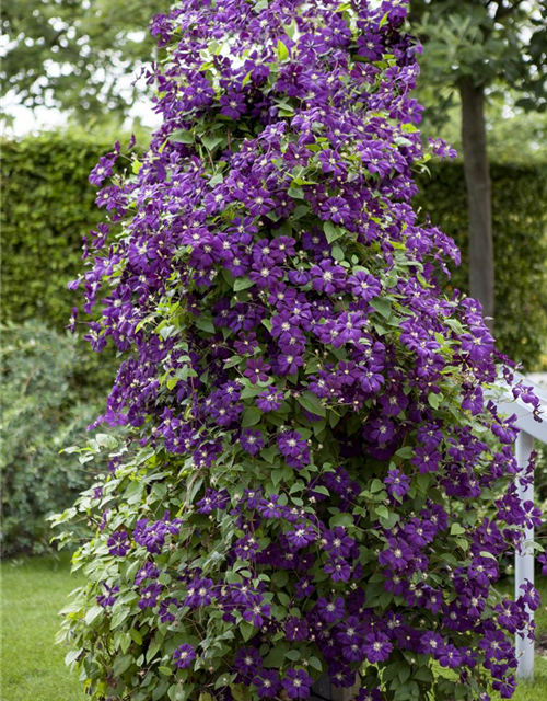 Clematis viticella 'Polish Spirit'