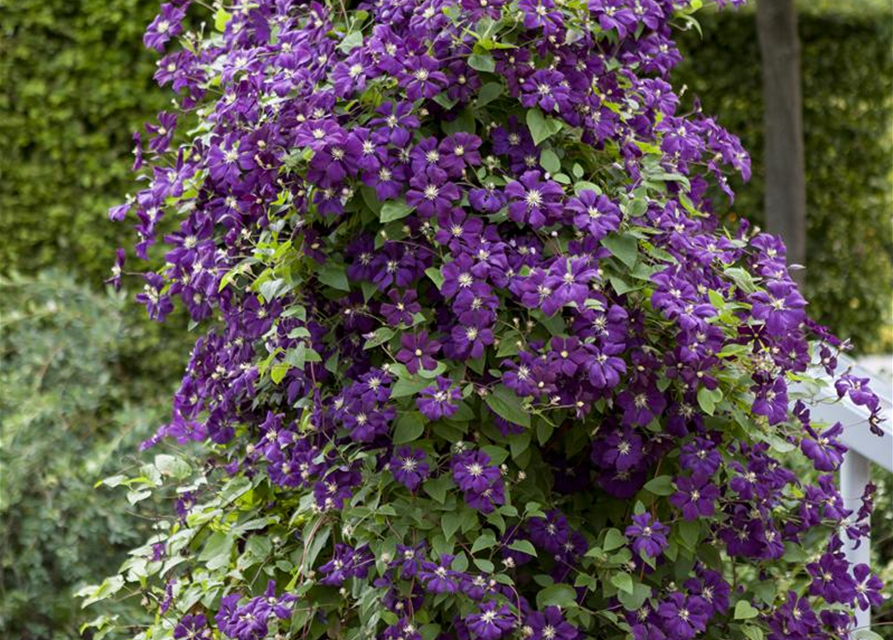 Clematis viticella 'Polish Spirit'