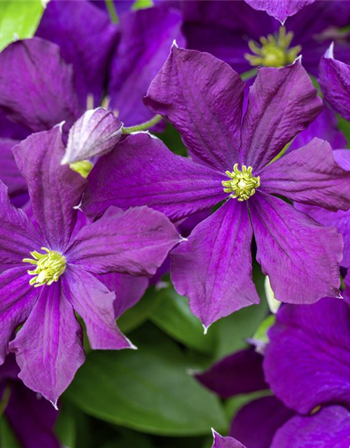 Clematis viticella 'Etoile Violette'