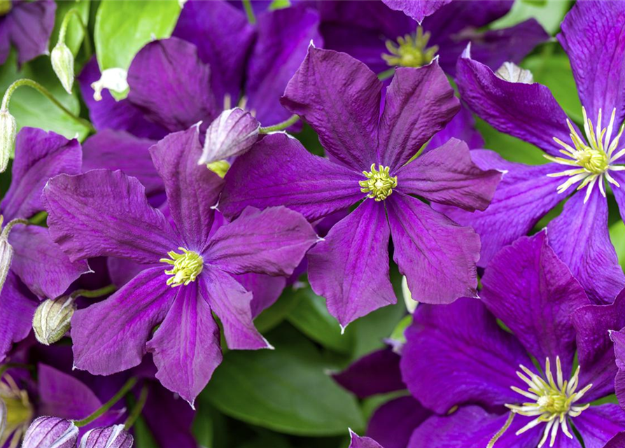 Clematis viticella 'Etoile Violette'