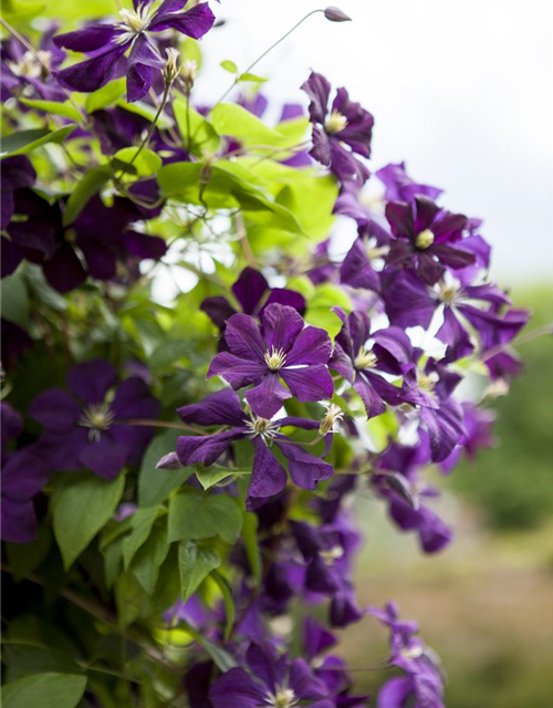 Clematis viticella 'Etoile Violette'