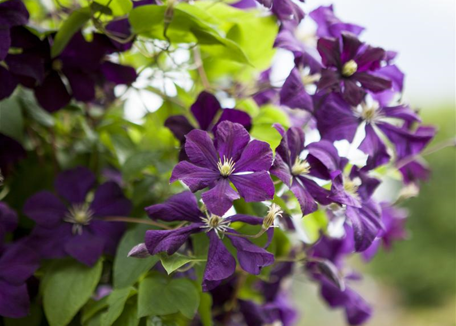 Clematis viticella 'Etoile Violette'