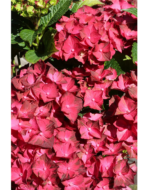 Hydrangea macrophylla 'Magical Ruby Tuesday'®