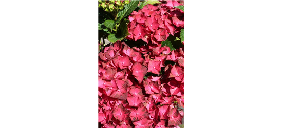 Hydrangea macrophylla 'Magical Ruby Tuesday'®