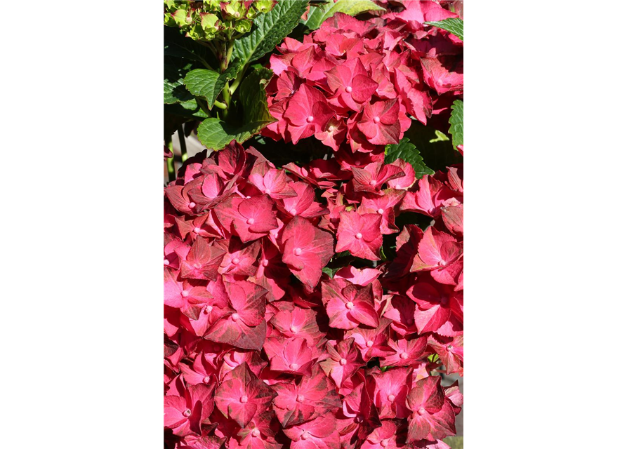 Hydrangea macrophylla 'Magical Ruby Tuesday'®