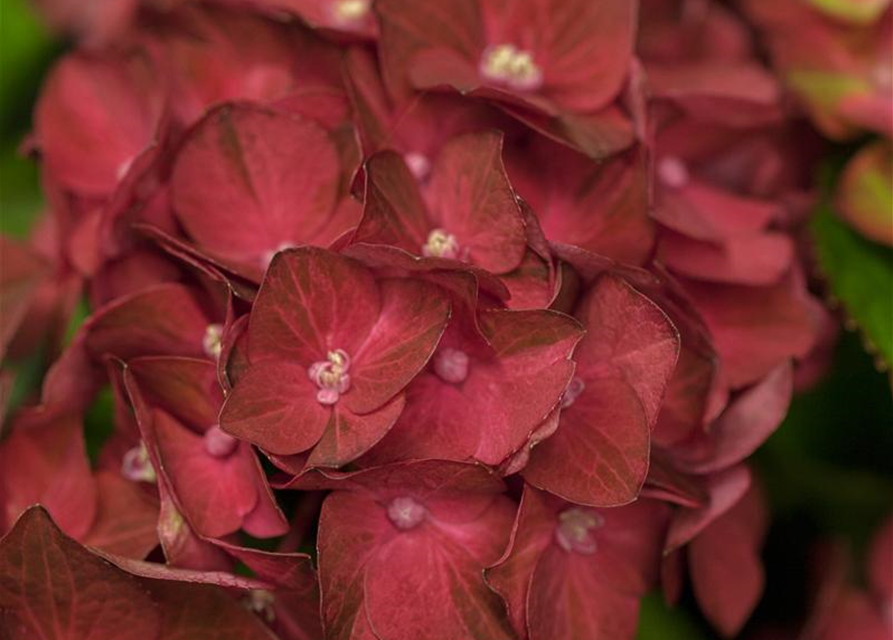 Hydrangea macrophylla 'Magical Ruby Tuesday'®