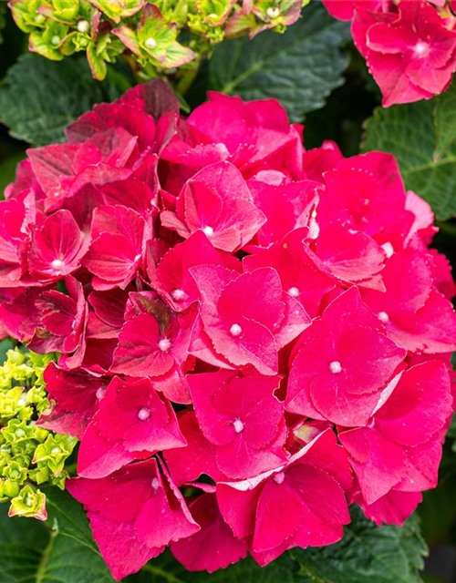 Hydrangea macrophylla 'Magical Ruby Tuesday'®