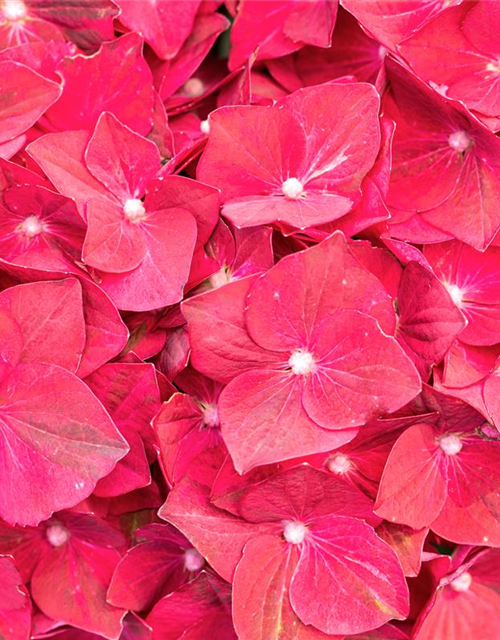 Hydrangea macrophylla 'Magical Ruby Tuesday'®