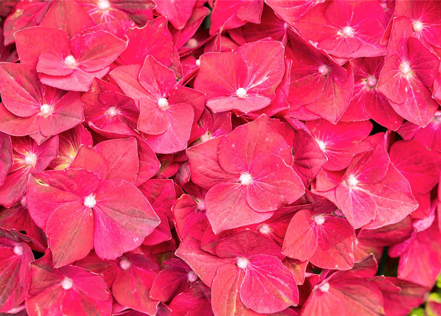 Hydrangea macrophylla 'Magical Ruby Tuesday'®