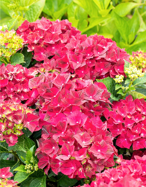 Hydrangea macrophylla 'Magical Ruby Tuesday'®