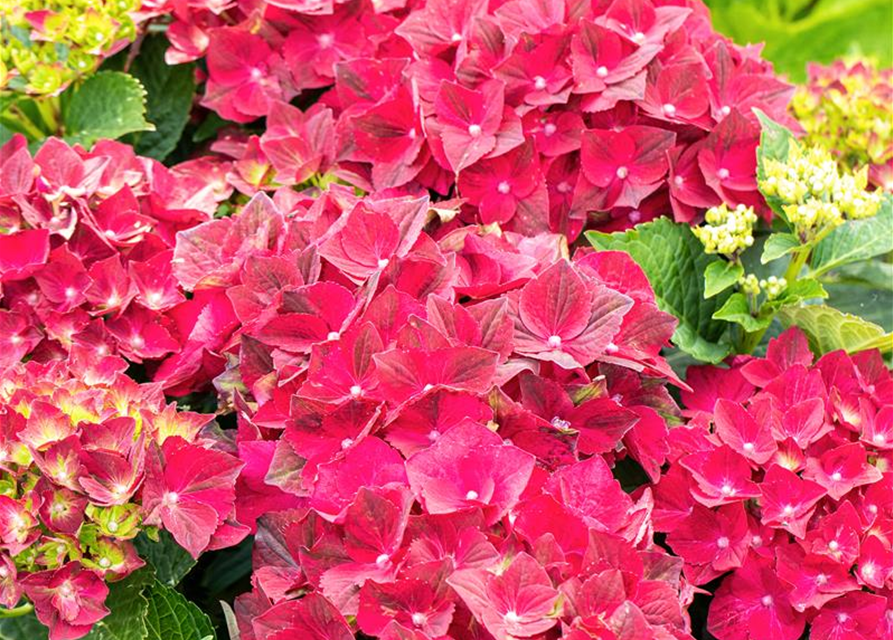 Hydrangea macrophylla 'Magical Ruby Tuesday'®