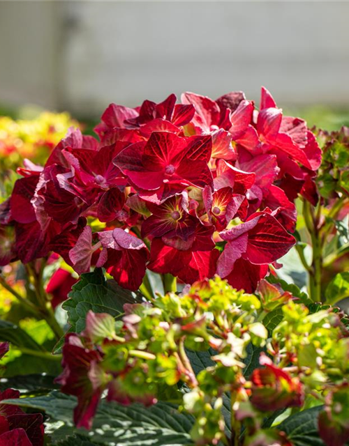 Hydrangea macrophylla 'Magical Ruby Tuesday'®