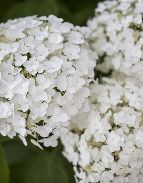 Hydrangea arborescens 'Strong Annabelle'®