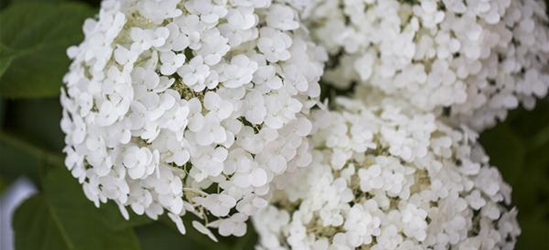 Hydrangea arborescens 'Strong Annabelle'®