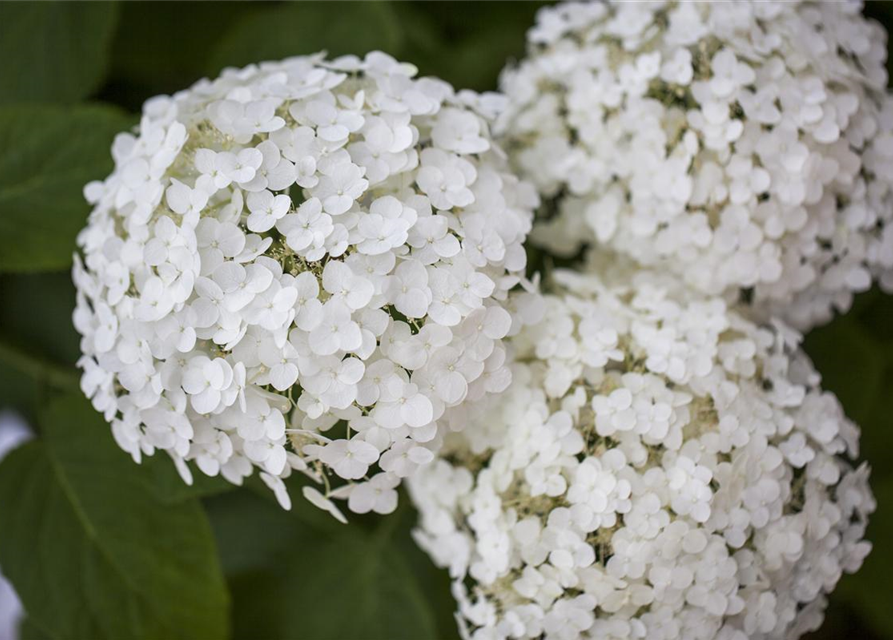 Hydrangea arborescens 'Strong Annabelle'®