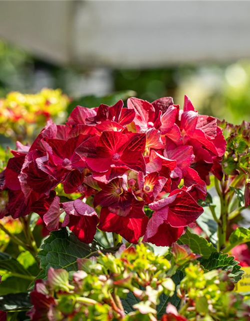 Hydrangea macrophylla 'Magical Ruby Tuesday'®