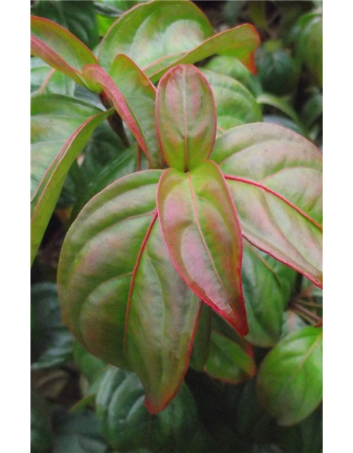 Cornus kousa 'Blooming Pink Tetra'