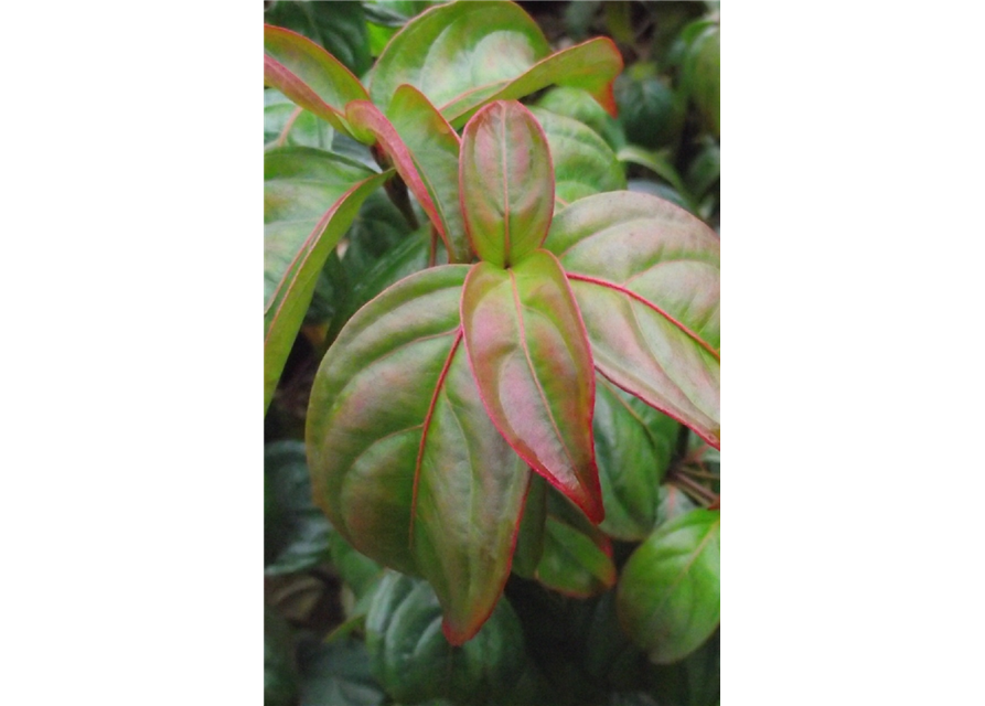 Cornus kousa 'Blooming Pink Tetra'