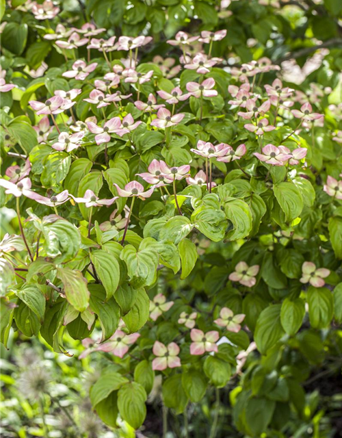 Cornus kousa 'Blooming Pink Tetra'