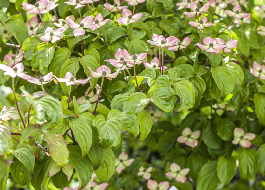 Cornus kousa 'Blooming Pink Tetra'