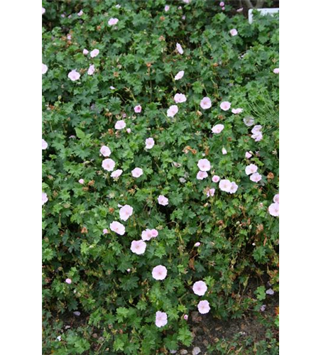 Geranium sanguineum (var. striatum) 'Apfelblüte' 