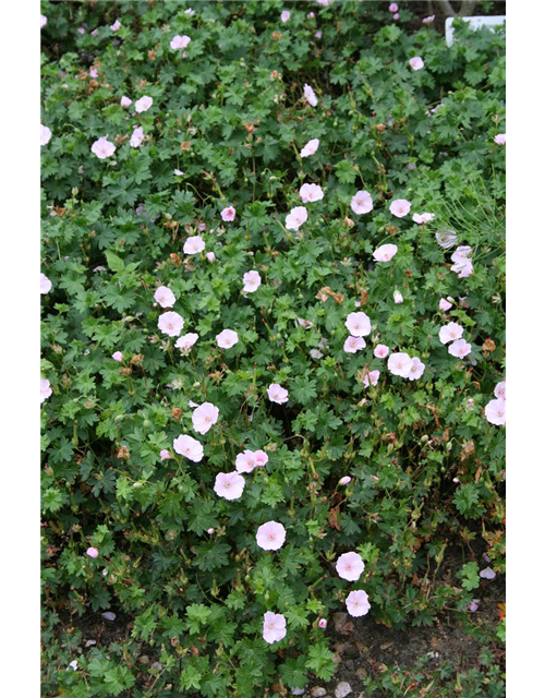 Geranium sanguineum (var. striatum) 'Apfelblüte' 