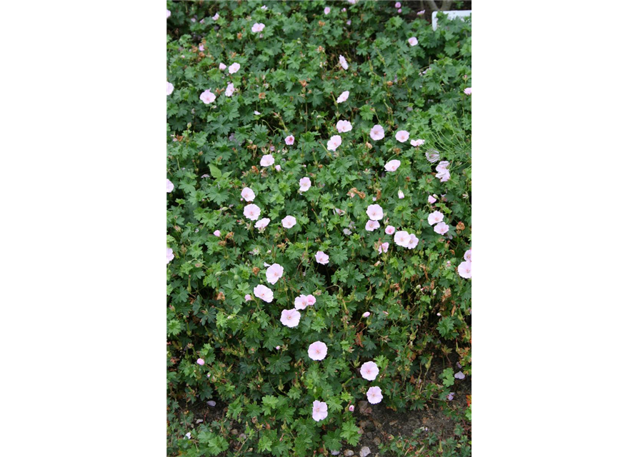 Geranium sanguineum (var. striatum) 'Apfelblüte' 