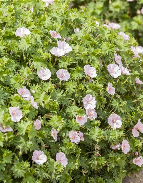 Geranium sanguineum (var. striatum) 'Apfelblüte' 