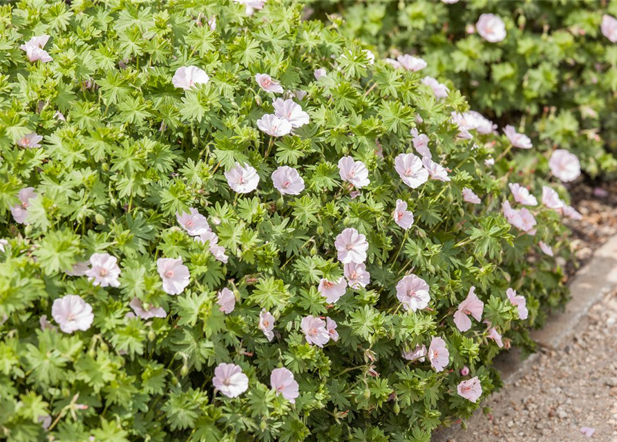 Geranium sanguineum (var. striatum) 'Apfelblüte' 