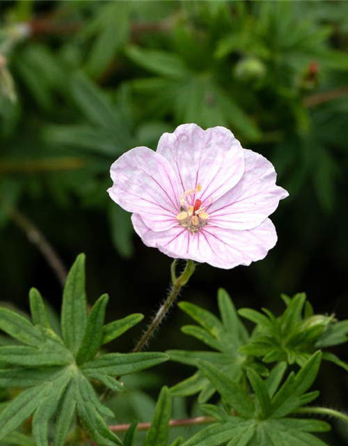 Geranium sanguineum (var. striatum) 'Apfelblüte' 