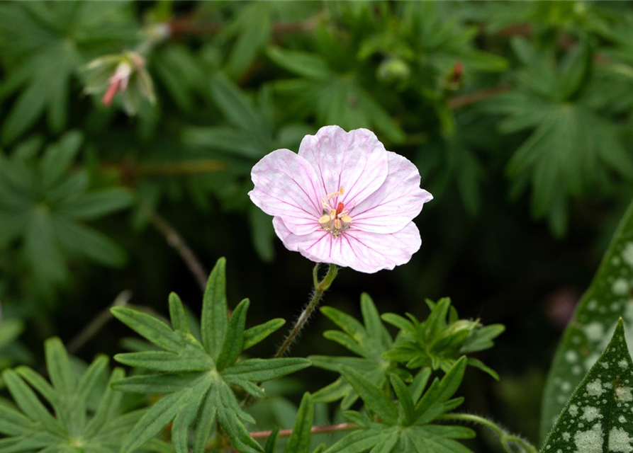 Geranium sanguineum (var. striatum) 'Apfelblüte' 