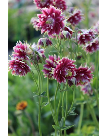 Aquilegia cultorum 'Nora Barlow' 