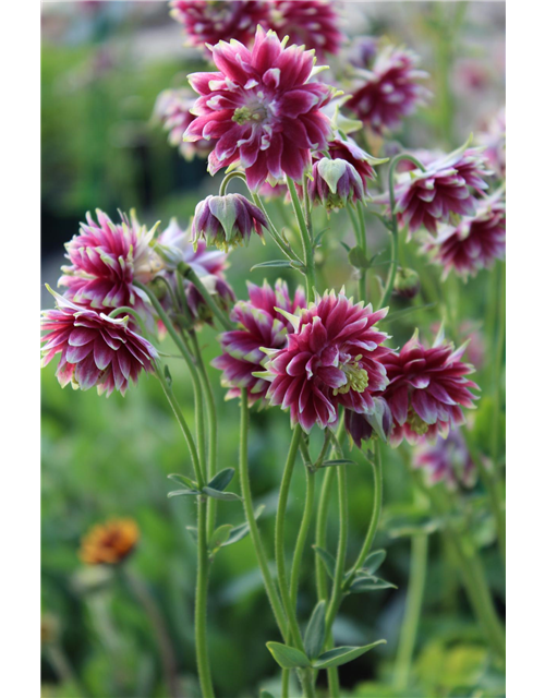 Aquilegia cultorum 'Nora Barlow' 