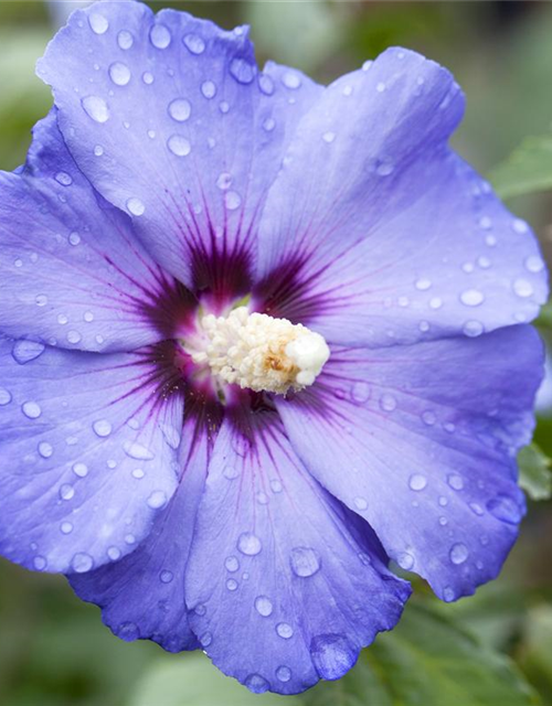 Hibiscus syriacus 'Blue Bird'