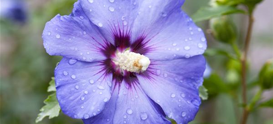 Hibiscus syriacus 'Blue Bird'