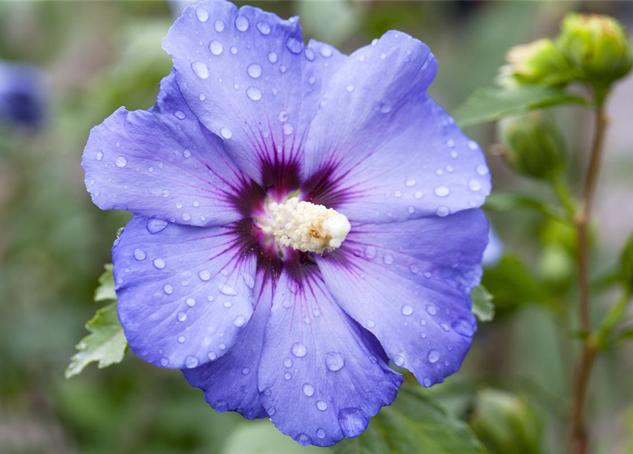 Hibiscus syriacus 'Blue Bird'