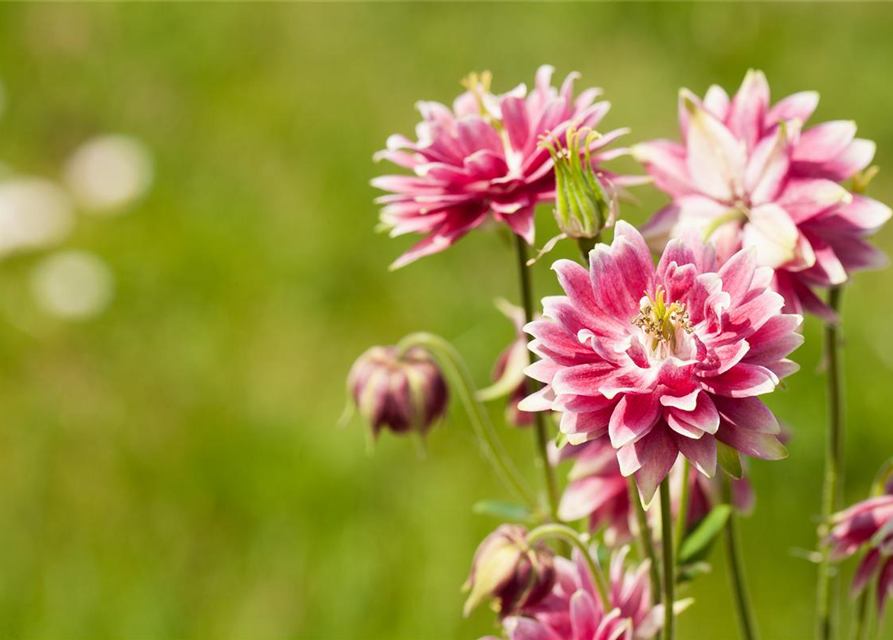 Aquilegia cultorum 'Nora Barlow' 