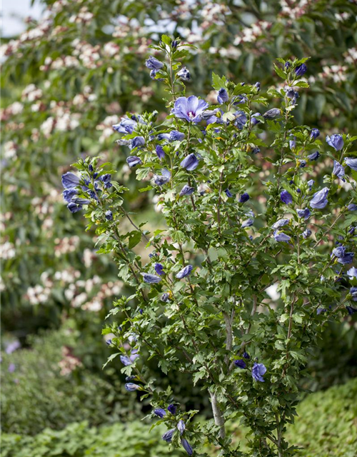 Hibiscus syriacus 'Blue Bird'