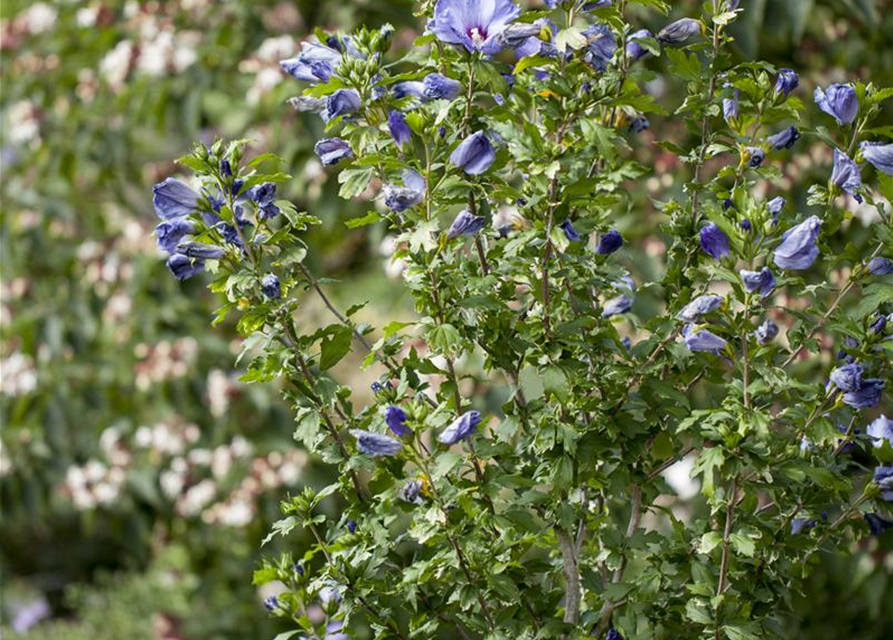 Hibiscus syriacus 'Blue Bird'