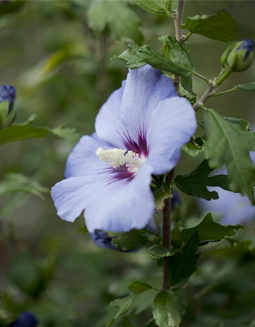 Hibiscus syriacus 'Blue Bird'