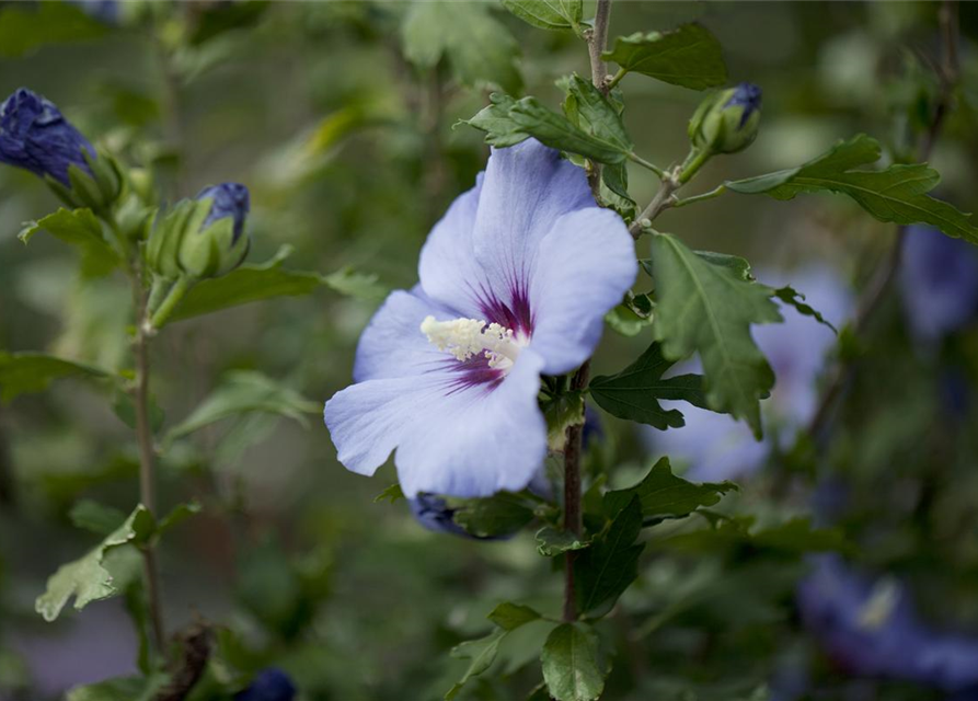 Hibiscus syriacus 'Blue Bird'