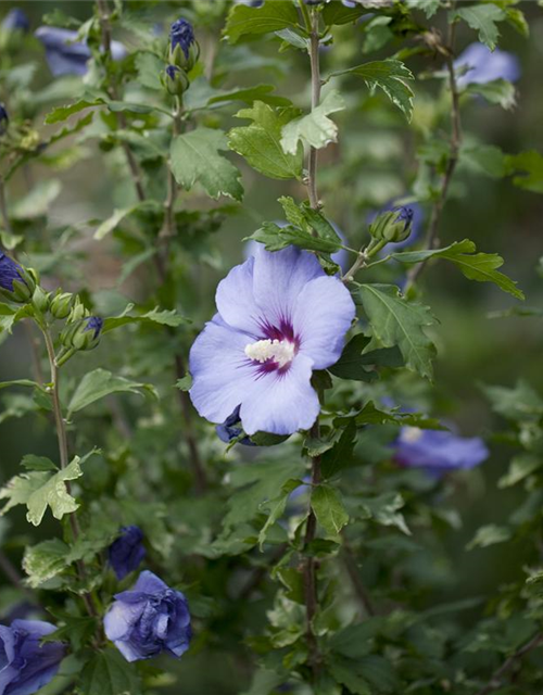 Hibiscus syriacus 'Blue Bird'