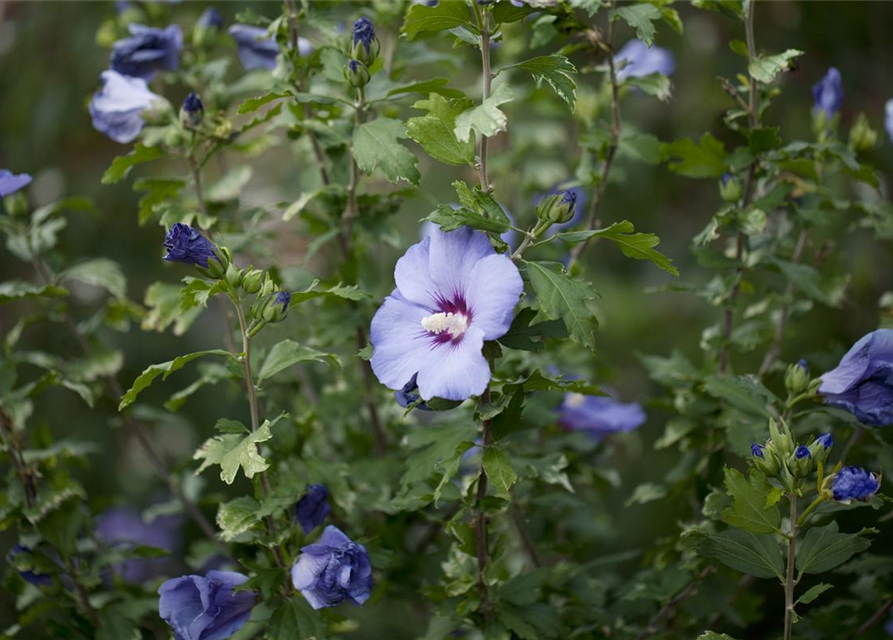 Hibiscus syriacus 'Blue Bird'