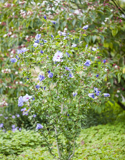 Hibiscus syriacus 'Blue Bird'